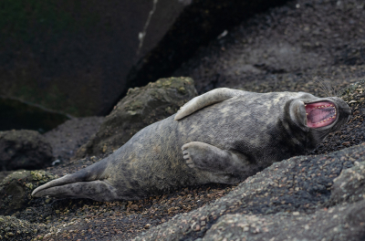 <i class='fa fa-user'></i>&nbsp;Eef Kieft&nbsp;|  Grijze Zeehond&nbsp; <i class='fa fa-eye'>&nbsp;126</i> &nbsp;<i class='fa fa-thumbs-up'>&nbsp;7</i> &nbsp; <i class='fa fa-comment-o'>&nbsp;11</i>