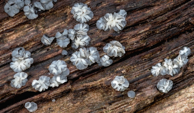 <i class='fa fa-user'></i>&nbsp;Johan van Gurp&nbsp;|  Gedrongen Mollisia&nbsp; <i class='fa fa-eye'>&nbsp;82</i> &nbsp;<i class='fa fa-thumbs-up'>&nbsp;1</i> &nbsp; <i class='fa fa-comment-o'>&nbsp;6</i>