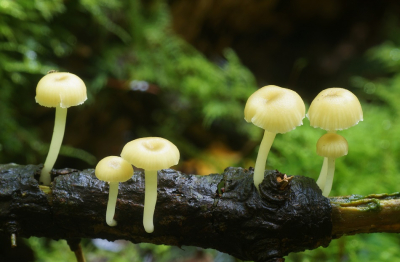 <i class='fa fa-user'></i>&nbsp;Jelle Bakker&nbsp;|  Groengeel Trechtertje&nbsp; <i class='fa fa-eye'>&nbsp;53</i> &nbsp; <i class='fa fa-comment-o'>&nbsp;2</i>