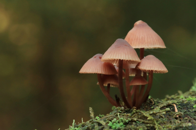 <i class='fa fa-user'></i>&nbsp;Tineke Strijbosch&nbsp;|  Grote Bloedsteelmycena&nbsp; <i class='fa fa-eye'>&nbsp;68</i> &nbsp;<i class='fa fa-thumbs-up'>&nbsp;3</i> &nbsp; <i class='fa fa-comment-o'>&nbsp;5</i>