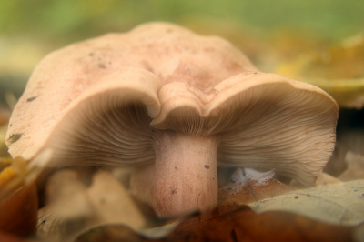 <i class='fa fa-user'></i>&nbsp;rixte&nbsp;|  Kaneelkleurige Melkzwam&nbsp; <i class='fa fa-eye'>&nbsp;62</i> &nbsp; <i class='fa fa-comment-o'>&nbsp;3</i>