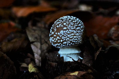 <i class='fa fa-user'></i>&nbsp;hesterb&nbsp;|  Panteramaniet&nbsp; <i class='fa fa-eye'>&nbsp;74</i> &nbsp; <i class='fa fa-comment-o'>&nbsp;4</i>