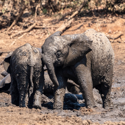 <i class='fa fa-user'></i>&nbsp;harrie69&nbsp;|  Afrikaanse Olifant&nbsp; <i class='fa fa-eye'>&nbsp;63</i> &nbsp; <i class='fa fa-comment-o'>&nbsp;2</i>