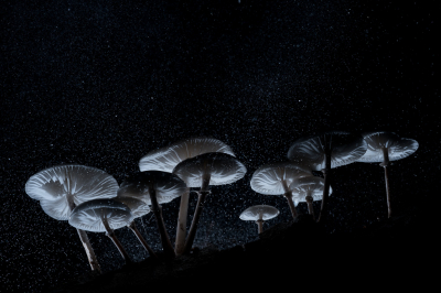 <i class='fa fa-user'></i>&nbsp;Gert-Jan Cromwijk&nbsp;|  Porseleinzwam&nbsp; <i class='fa fa-eye'>&nbsp;113</i> &nbsp;<i class='fa fa-thumbs-up'>&nbsp;8</i> &nbsp; <i class='fa fa-comment-o'>&nbsp;7</i>