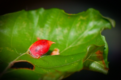 <i class='fa fa-user'></i>&nbsp;Bert Veerman&nbsp;|  Beukengalmug&nbsp; <i class='fa fa-eye'>&nbsp;56</i> &nbsp; <i class='fa fa-comment-o'>&nbsp;0</i>