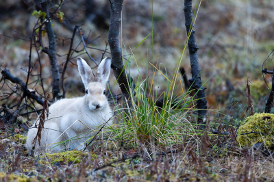 <i class='fa fa-user'></i>&nbsp;Arjen Drost&nbsp;|  Sneeuwhaas&nbsp; <i class='fa fa-eye'>&nbsp;101</i> &nbsp; <i class='fa fa-comment-o'>&nbsp;1</i>