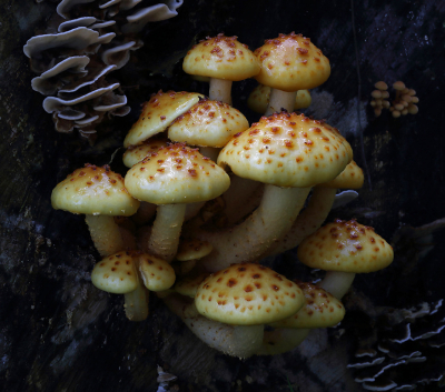 <i class='fa fa-user'></i>&nbsp;Ad Sprang&nbsp;|  Goudvliesbundelzwam&nbsp; <i class='fa fa-eye'>&nbsp;131</i> &nbsp;<i class='fa fa-thumbs-up'>&nbsp;4</i> &nbsp; <i class='fa fa-comment-o'>&nbsp;6</i>