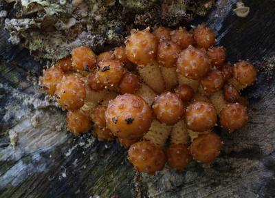 <i class='fa fa-user'></i>&nbsp;Ad Sprang&nbsp;|  Goudvliesbundelzwam&nbsp; <i class='fa fa-eye'>&nbsp;96</i> &nbsp;<i class='fa fa-thumbs-up'>&nbsp;1</i> &nbsp; <i class='fa fa-comment-o'>&nbsp;5</i>