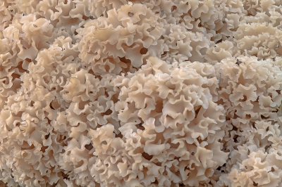 <i class='fa fa-user'></i>&nbsp;Johan van Gurp&nbsp;|  Grote Sponszwam&nbsp; <i class='fa fa-eye'>&nbsp;62</i> &nbsp;<i class='fa fa-thumbs-up'>&nbsp;3</i> &nbsp; <i class='fa fa-comment-o'>&nbsp;4</i>