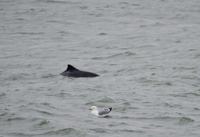 <i class='fa fa-user'></i>&nbsp;Eef Kieft&nbsp;|  Bruinvis&nbsp; <i class='fa fa-eye'>&nbsp;88</i> &nbsp;<i class='fa fa-thumbs-up'>&nbsp;1</i> &nbsp; <i class='fa fa-comment-o'>&nbsp;2</i>