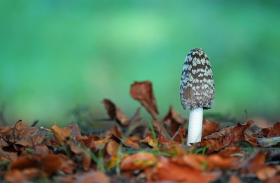 <i class='fa fa-user'></i>&nbsp;nelappelmelk&nbsp;|  Spechtinktzwam&nbsp; <i class='fa fa-eye'>&nbsp;107</i> &nbsp;<i class='fa fa-thumbs-up'>&nbsp;9</i> &nbsp; <i class='fa fa-comment-o'>&nbsp;11</i>