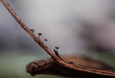 <i class='fa fa-user'></i>&nbsp;Pieter  LJ&nbsp;|  Kalkkopje sp.&nbsp; <i class='fa fa-eye'>&nbsp;81</i> &nbsp;<i class='fa fa-thumbs-up'>&nbsp;3</i> &nbsp; <i class='fa fa-comment-o'>&nbsp;5</i>