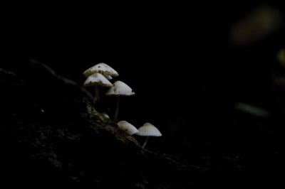 <i class='fa fa-user'></i>&nbsp;hesterb&nbsp;|  Bundelmycena&nbsp; <i class='fa fa-eye'>&nbsp;97</i> &nbsp; <i class='fa fa-comment-o'>&nbsp;1</i>
