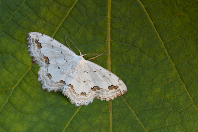 <i class='fa fa-user'></i>&nbsp;Robert Rodenburg&nbsp;|  Kantstipspanner&nbsp; <i class='fa fa-eye'>&nbsp;69</i> &nbsp;<i class='fa fa-thumbs-up'>&nbsp;8</i> &nbsp; <i class='fa fa-comment-o'>&nbsp;10</i>