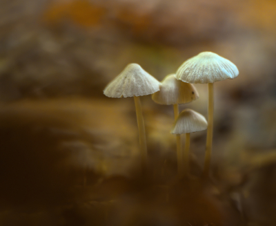 <i class='fa fa-user'></i>&nbsp;janvangastel&nbsp;|  Mycena sp.&nbsp; <i class='fa fa-eye'>&nbsp;69</i> &nbsp;<i class='fa fa-thumbs-up'>&nbsp;1</i> &nbsp; <i class='fa fa-comment-o'>&nbsp;5</i>