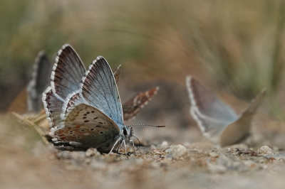 <i class='fa fa-user'></i>&nbsp;Jurgen Maassen&nbsp;|  Bleek Blauwtje&nbsp; <i class='fa fa-eye'>&nbsp;93</i> &nbsp;<i class='fa fa-thumbs-up'>&nbsp;3</i> &nbsp; <i class='fa fa-comment-o'>&nbsp;5</i>