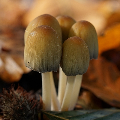 <i class='fa fa-user'></i>&nbsp;Ben Aalders&nbsp;|  Gewone Glimmerinktzwam&nbsp; <i class='fa fa-eye'>&nbsp;66</i> &nbsp;<i class='fa fa-thumbs-up'>&nbsp;5</i> &nbsp; <i class='fa fa-comment-o'>&nbsp;9</i>