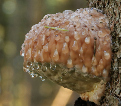 <i class='fa fa-user'></i>&nbsp;Tineke Strijbosch&nbsp;|  Roodgerande Houtzwam&nbsp; <i class='fa fa-eye'>&nbsp;87</i> &nbsp;<i class='fa fa-thumbs-up'>&nbsp;9</i> &nbsp; <i class='fa fa-comment-o'>&nbsp;10</i>