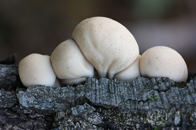 <i class='fa fa-user'></i>&nbsp;Paul Vandebroek&nbsp;|  Peervormige Stuifzwam&nbsp; <i class='fa fa-eye'>&nbsp;57</i> &nbsp;<i class='fa fa-thumbs-up'>&nbsp;7</i> &nbsp; <i class='fa fa-comment-o'>&nbsp;6</i>