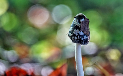 <i class='fa fa-user'></i>&nbsp;nelappelmelk&nbsp;|  Spechtinktzwam&nbsp; <i class='fa fa-eye'>&nbsp;72</i> &nbsp;<i class='fa fa-thumbs-up'>&nbsp;1</i> &nbsp; <i class='fa fa-comment-o'>&nbsp;8</i>