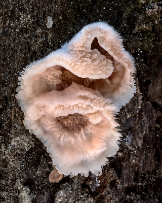 <i class='fa fa-user'></i>&nbsp;Johan van Gurp&nbsp;|  Spekzwoerdzwam&nbsp; <i class='fa fa-eye'>&nbsp;63</i> &nbsp;<i class='fa fa-thumbs-up'>&nbsp;6</i> &nbsp; <i class='fa fa-comment-o'>&nbsp;3</i>