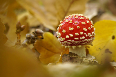 <i class='fa fa-user'></i>&nbsp;Nel R&nbsp;|  Vliegenzwam&nbsp; <i class='fa fa-eye'>&nbsp;74</i> &nbsp;<i class='fa fa-thumbs-up'>&nbsp;6</i> &nbsp; <i class='fa fa-comment-o'>&nbsp;7</i>