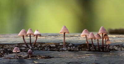 <i class='fa fa-user'></i>&nbsp;Reinier van den Born&nbsp;|  Grote Bloedsteelmycena&nbsp; <i class='fa fa-eye'>&nbsp;65</i> &nbsp;<i class='fa fa-thumbs-up'>&nbsp;3</i> &nbsp; <i class='fa fa-comment-o'>&nbsp;4</i>