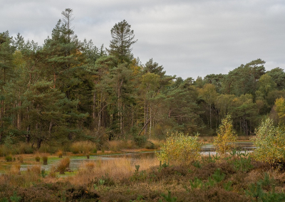 <i class='fa fa-user'></i>&nbsp;Tim Oord&nbsp;|  Herfstbos&nbsp; <i class='fa fa-eye'>&nbsp;65</i> &nbsp; <i class='fa fa-comment-o'>&nbsp;2</i>