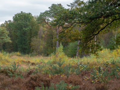 <i class='fa fa-user'></i>&nbsp;Tim Oord&nbsp;|  Herfstbos&nbsp; <i class='fa fa-eye'>&nbsp;68</i> &nbsp; <i class='fa fa-comment-o'>&nbsp;2</i>