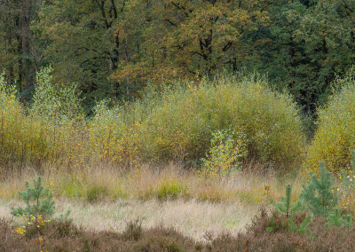 <i class='fa fa-user'></i>&nbsp;Tim Oord&nbsp;|  Herfstbos&nbsp; <i class='fa fa-eye'>&nbsp;54</i> &nbsp; <i class='fa fa-comment-o'>&nbsp;2</i>