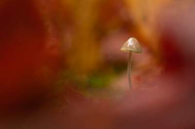 Lang bezig geweest met de herfst blaadjes te plaatsen voor dit resultaat en voor de kleur op de achtergrond nog een esdoorn blaadje er achter gehangen. Op statief vast gelegd