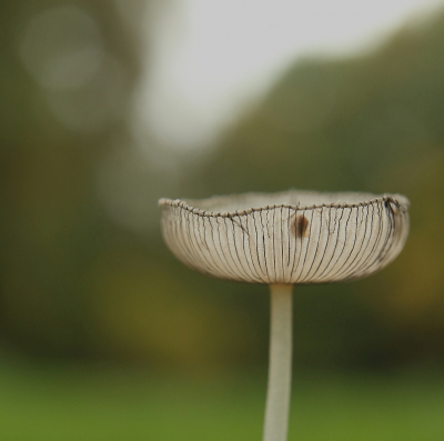 <i class='fa fa-user'></i>&nbsp;rixte&nbsp;|  Hazenpootje&nbsp; <i class='fa fa-eye'>&nbsp;62</i> &nbsp; <i class='fa fa-comment-o'>&nbsp;4</i>