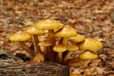 <i class='fa fa-user'></i>&nbsp;Jelle Bakker&nbsp;|  Goudvliesbundelzwam&nbsp; <i class='fa fa-eye'>&nbsp;64</i> &nbsp;<i class='fa fa-thumbs-up'>&nbsp;2</i> &nbsp; <i class='fa fa-comment-o'>&nbsp;2</i>