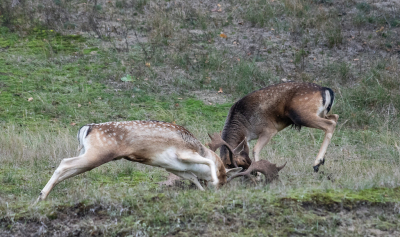 <i class='fa fa-user'></i>&nbsp;Eef Kieft&nbsp;|  Damhert&nbsp; <i class='fa fa-eye'>&nbsp;106</i> &nbsp;<i class='fa fa-thumbs-up'>&nbsp;3</i> &nbsp; <i class='fa fa-comment-o'>&nbsp;3</i>