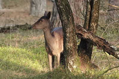 Deze foto genomen op de laatste dag van de vakantie, als je dit bos binnenloopt en je rustig verplaatst zie je eigenlijk altijd wel wild. Dit Damhert hoort bij een groepje van zes en keek op door het klikken van de camera terwijl ik toch op ruime afstand stond achter een boom.