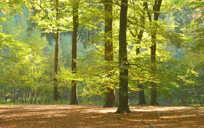 <i class='fa fa-user'></i>&nbsp;B.M.Schouten-Ruis&nbsp;|  Herfstbos&nbsp; <i class='fa fa-eye'>&nbsp;87</i> &nbsp;<i class='fa fa-thumbs-up'>&nbsp;1</i> &nbsp; <i class='fa fa-comment-o'>&nbsp;5</i>