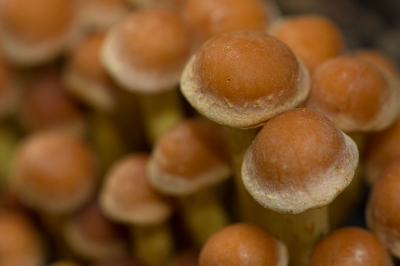 <i class='fa fa-user'></i>&nbsp;Willem Verhagen&nbsp;|  Rode Zwavelkop&nbsp; <i class='fa fa-eye'>&nbsp;56</i> &nbsp;<i class='fa fa-thumbs-up'>&nbsp;1</i> &nbsp; <i class='fa fa-comment-o'>&nbsp;3</i>