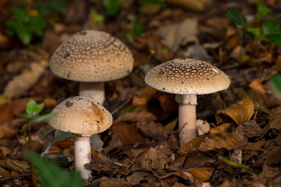 <i class='fa fa-user'></i>&nbsp;Willem Verhagen&nbsp;|  Parelamaniet&nbsp; <i class='fa fa-eye'>&nbsp;65</i> &nbsp; <i class='fa fa-comment-o'>&nbsp;3</i>