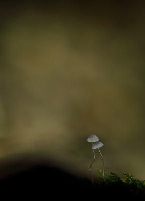 <i class='fa fa-user'></i>&nbsp;Pieter  LJ&nbsp;|  Suikermycena&nbsp; <i class='fa fa-eye'>&nbsp;78</i> &nbsp;<i class='fa fa-thumbs-up'>&nbsp;4</i> &nbsp; <i class='fa fa-comment-o'>&nbsp;7</i>