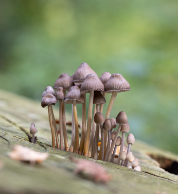 <i class='fa fa-user'></i>&nbsp;Reinier van den Born&nbsp;|  Fraaisteelmycena&nbsp; <i class='fa fa-eye'>&nbsp;63</i> &nbsp;<i class='fa fa-thumbs-up'>&nbsp;4</i> &nbsp; <i class='fa fa-comment-o'>&nbsp;1</i>