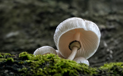 <i class='fa fa-user'></i>&nbsp;nelappelmelk&nbsp;|  Porseleinzwam&nbsp; <i class='fa fa-eye'>&nbsp;76</i> &nbsp;<i class='fa fa-thumbs-up'>&nbsp;5</i> &nbsp; <i class='fa fa-comment-o'>&nbsp;4</i>