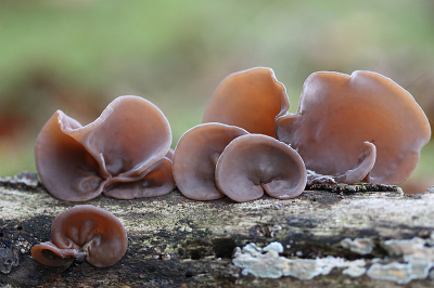 <i class='fa fa-user'></i>&nbsp;Paul Vandebroek&nbsp;|  Echt Judasoor&nbsp; <i class='fa fa-eye'>&nbsp;58</i> &nbsp;<i class='fa fa-thumbs-up'>&nbsp;6</i> &nbsp; <i class='fa fa-comment-o'>&nbsp;3</i>