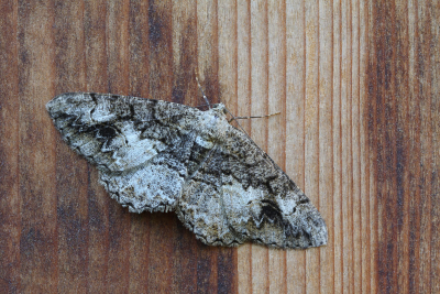 <i class='fa fa-user'></i>&nbsp;Robert Rodenburg&nbsp;|  Gevlekte Spikkelspanner&nbsp; <i class='fa fa-eye'>&nbsp;59</i> &nbsp;<i class='fa fa-thumbs-up'>&nbsp;2</i> &nbsp; <i class='fa fa-comment-o'>&nbsp;4</i>