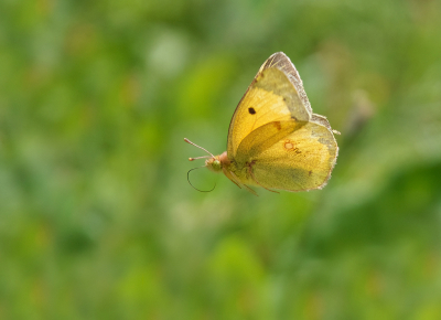 <i class='fa fa-user'></i>&nbsp;Jurgen Maassen&nbsp;|  Oranje Luzernevlinder&nbsp; <i class='fa fa-eye'>&nbsp;87</i> &nbsp;<i class='fa fa-thumbs-up'>&nbsp;5</i> &nbsp; <i class='fa fa-comment-o'>&nbsp;3</i>