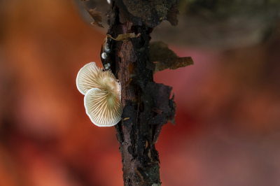 <i class='fa fa-user'></i>&nbsp;kiran&nbsp;|  Wit Oorzwammetje&nbsp; <i class='fa fa-eye'>&nbsp;62</i> &nbsp; <i class='fa fa-comment-o'>&nbsp;2</i>