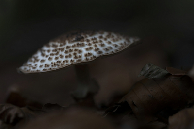 <i class='fa fa-user'></i>&nbsp;kiran&nbsp;|  Spitsschubbige Parasolzwam&nbsp; <i class='fa fa-eye'>&nbsp;78</i> &nbsp;<i class='fa fa-thumbs-up'>&nbsp;2</i> &nbsp; <i class='fa fa-comment-o'>&nbsp;4</i>