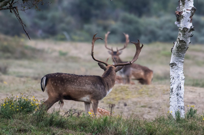 <i class='fa fa-user'></i>&nbsp;Eef Kieft&nbsp;|  Damhert&nbsp; <i class='fa fa-eye'>&nbsp;73</i> &nbsp;<i class='fa fa-thumbs-up'>&nbsp;2</i> &nbsp; <i class='fa fa-comment-o'>&nbsp;6</i>