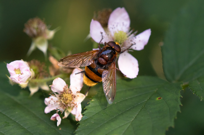 <i class='fa fa-user'></i>&nbsp;Willem Verhagen&nbsp;|  Stadsreus&nbsp; <i class='fa fa-eye'>&nbsp;59</i> &nbsp; <i class='fa fa-comment-o'>&nbsp;1</i>