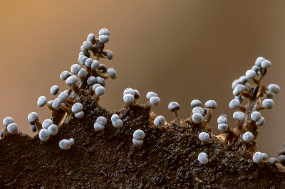 <i class='fa fa-user'></i>&nbsp;Johan van Gurp&nbsp;|  Kalkkopje sp.&nbsp; <i class='fa fa-eye'>&nbsp;121</i> &nbsp;<i class='fa fa-thumbs-up'>&nbsp;14</i> &nbsp; <i class='fa fa-comment-o'>&nbsp;6</i>