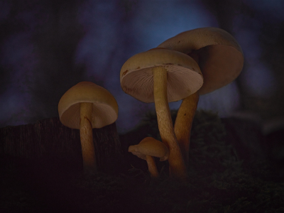 <i class='fa fa-user'></i>&nbsp;janvangastel&nbsp;|  Narcisridderzwam&nbsp; <i class='fa fa-eye'>&nbsp;86</i> &nbsp; <i class='fa fa-comment-o'>&nbsp;7</i>